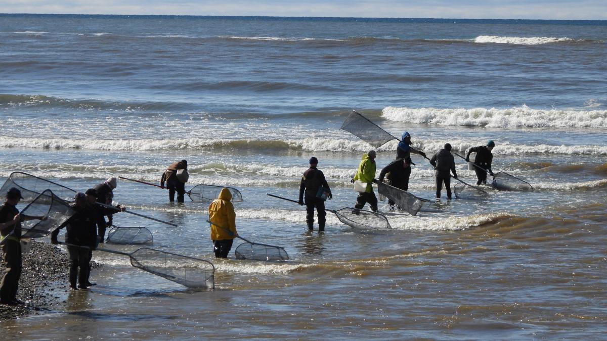 Murky waters yield slim pickings for whitebaiters