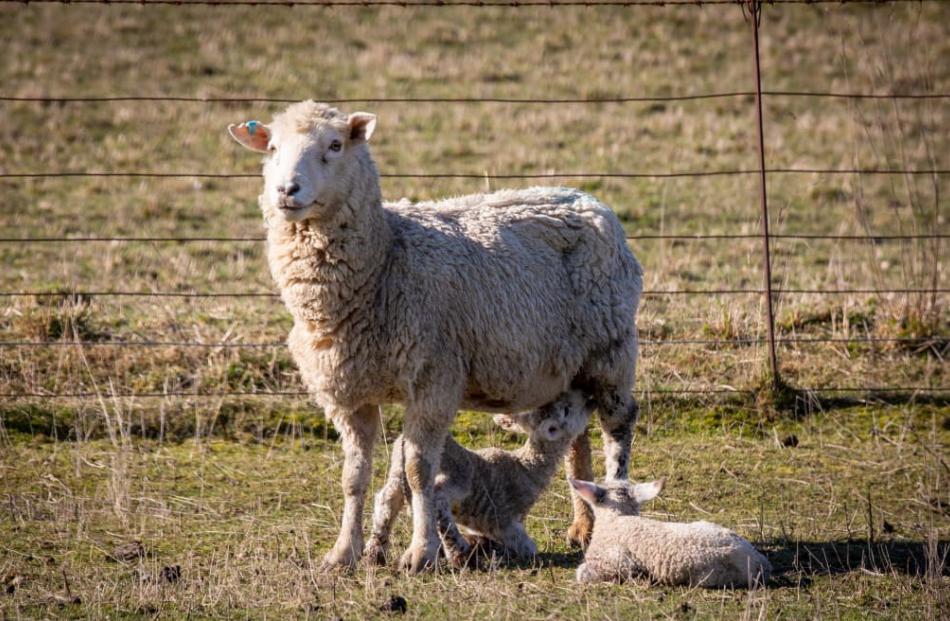 Photo: RNZ / Nate McKinnon