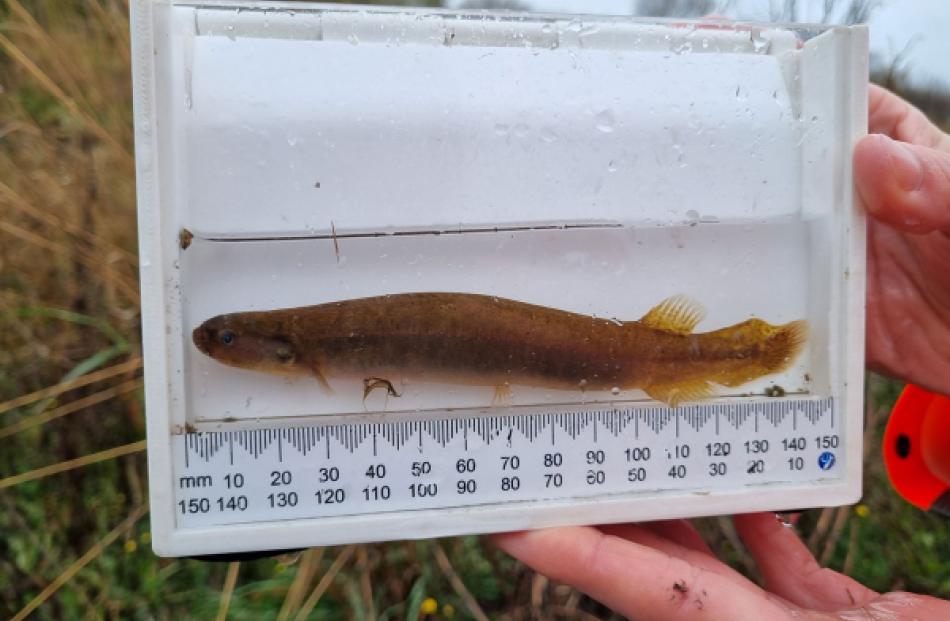 The mudfish at Somerset Dairy Farm. Photo: Department of Conservation