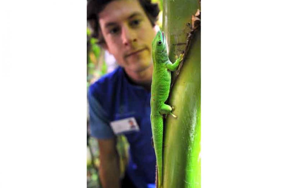 Otago Museum's Scott Kerr looks at a Madagascan gecko after its release at the museum’s tropical...