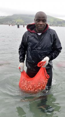 Southern Clams staff member Alain Njoh Njoh (above left) carries a sack of clams in Otago Harbour.