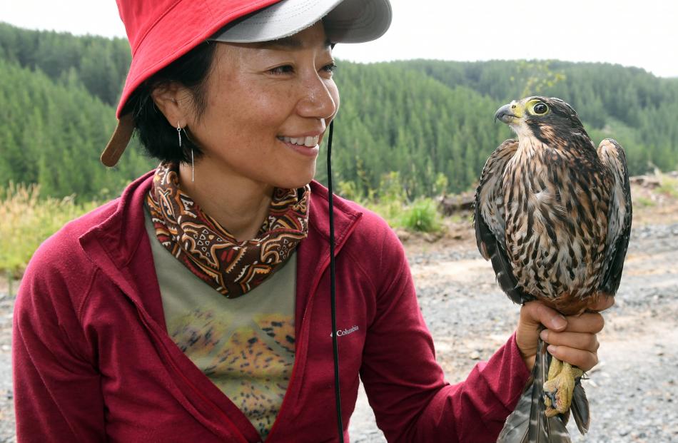 Researcher Chifuyu Horikoshi uses  loops of nylon fishing line in her hat to capture dive-bombing...