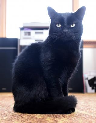 Bruce the cat, who has 31,000 followers on Facebook.