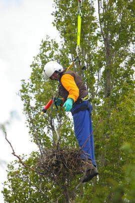 Otago Regional Council environmental officer Malcolm  Allan inspects a rook’s nest.  Rooks are considered a major nuisance to farmers and are experts at foraging for seeds, nuts and occasionally fruits, so they can have a huge impact on new pasture or you