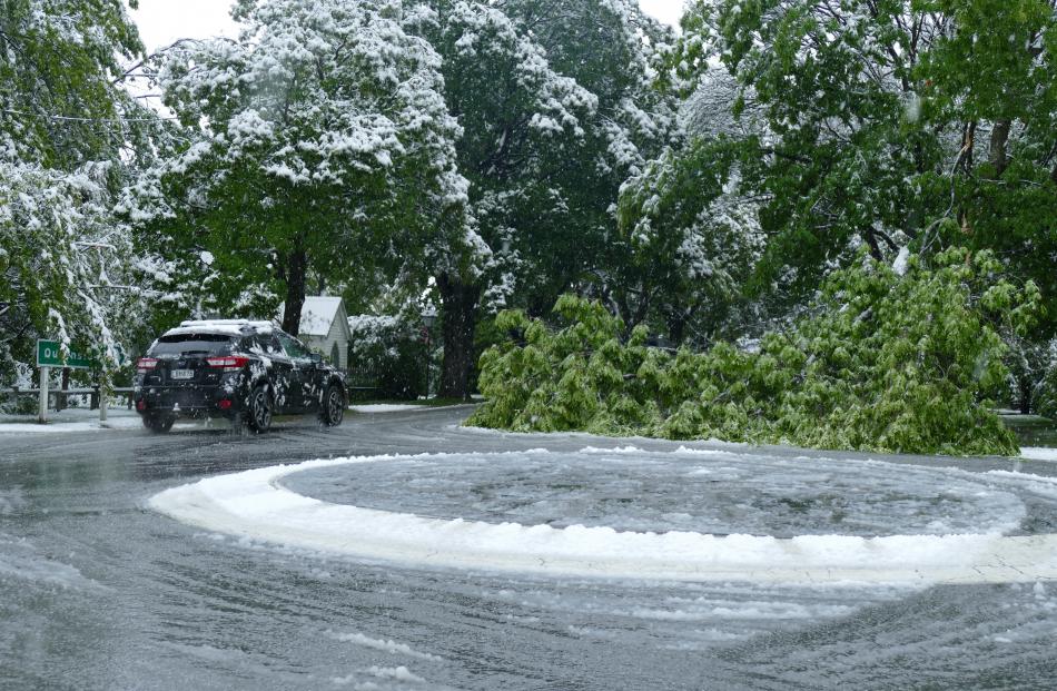 A fallen tree in Arrowtown. Photo: Joshua Walton