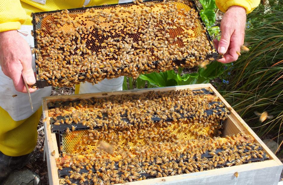 Each hive contains several frames on which honey is made. Photos: Gillian Vine 