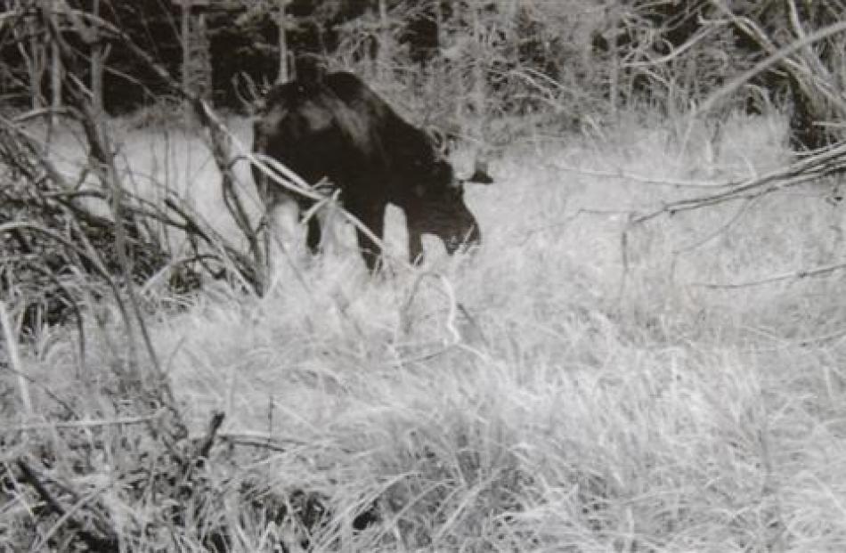 Secret Snaps Reveal Elusive Fiordland Moose Otago Daily Times Online News