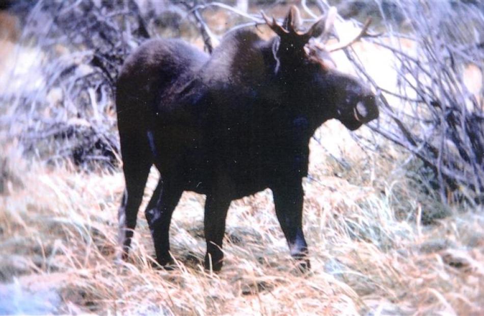 Secret Snaps Reveal Elusive Fiordland Moose Otago Daily Times Online News