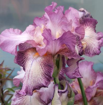 A tall bearded iris with the etched design (plicata) seen in many popular hybrids.