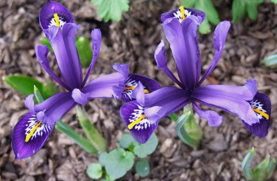 From the end of July, Iris reticulata produces blue or purple flowers.