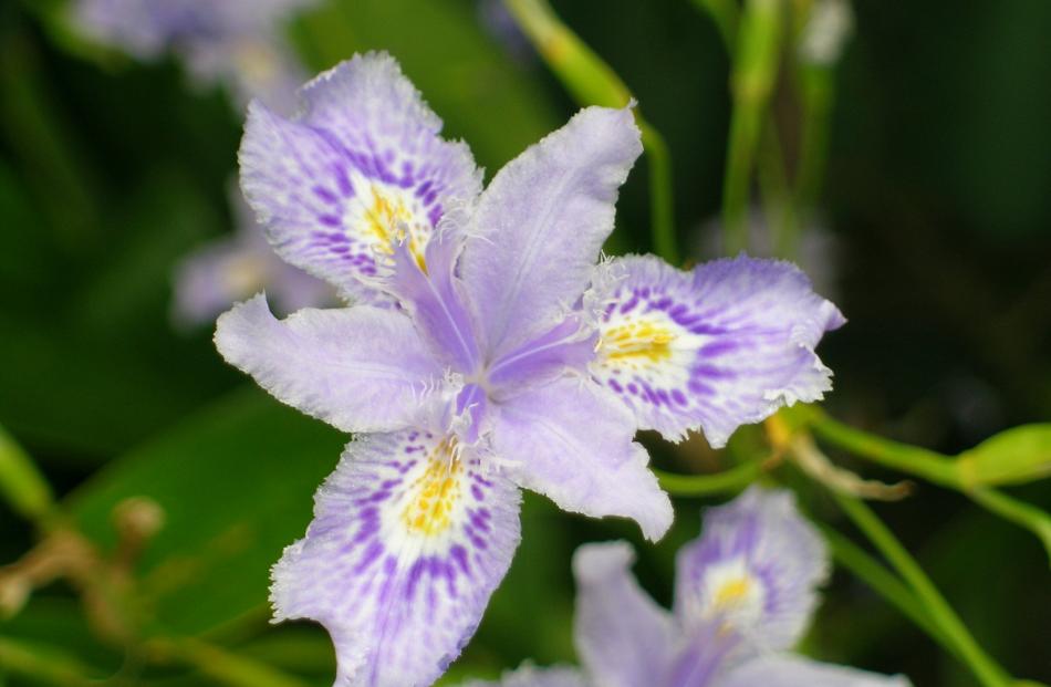 Members of the evansia group of irises have crests instead of beards.