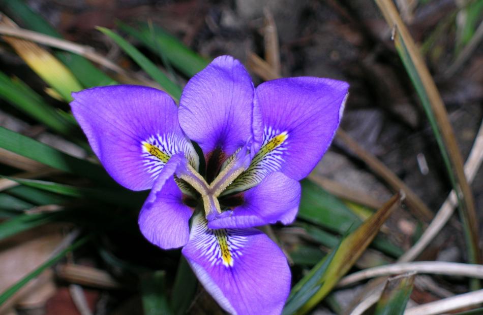 The blooms of winter-flowering Iris unguicularis are followed by bright orange berries.