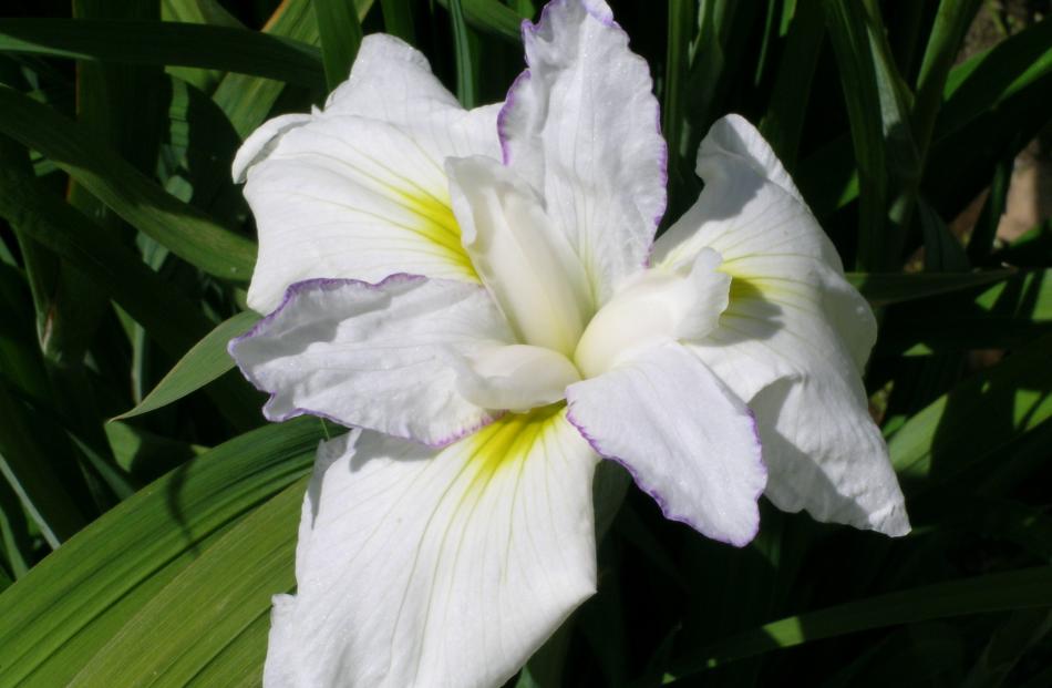 The Japanese irises (Iris ensata) includes some double forms. They like their feet in water or a...