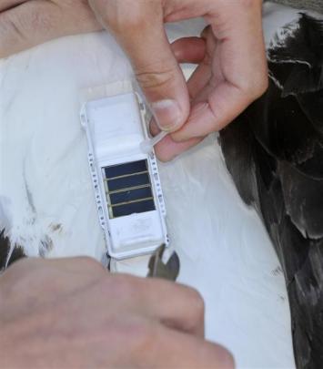 New solar-powered GPS tags are attached to the albatross. Photos by Gerard O'Brien.