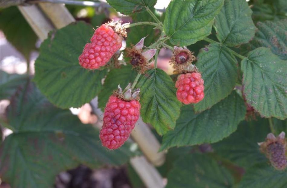 A Scottish-bred raspberry-blackberry cross, the tayberry (above) was introduced in 1979.