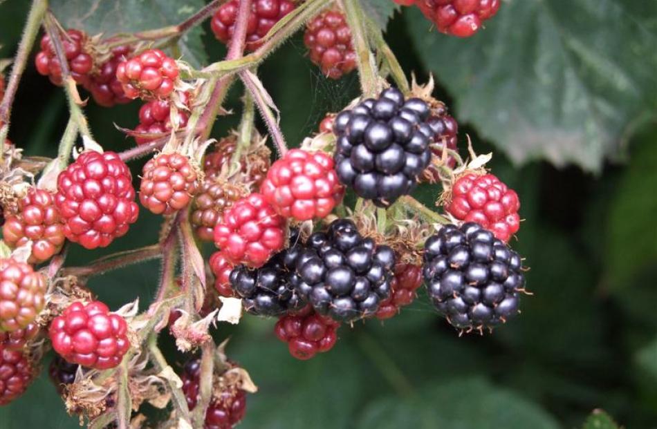 Humans have been gathering blackberries (left)  for thousands of years.