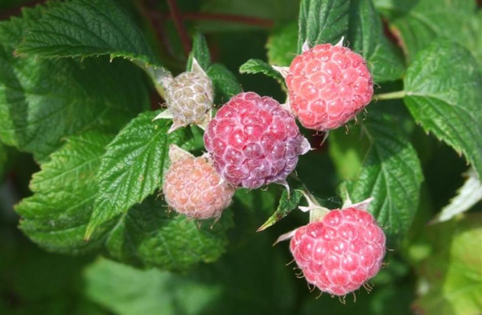 Raspberries  are members of the rose family