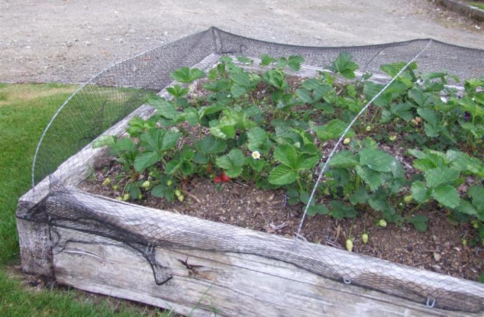 Ripening strawberries need protection from birds (above).