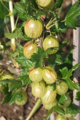 The devastating American mildew has reduced the once-varied selection of gooseberries.