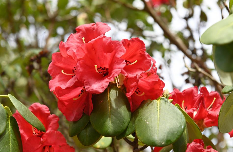 50 years of the rhododendron festival Otago Daily Times Online News