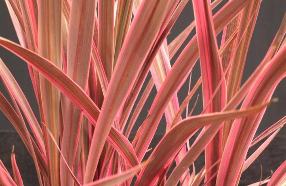 Cordyline Electric Pink is a stemless form of cabbage tree.