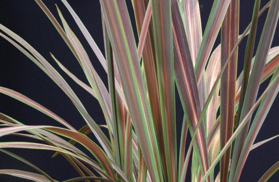 Cordyline Electric Star is also a stemless forms of cabbage tree.