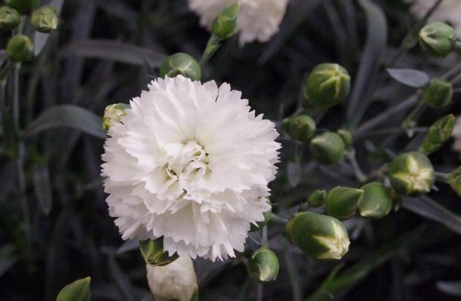 Dianthus Memories was runner-up to Plant of the Year at the 2012 Chelsea Flower Show.