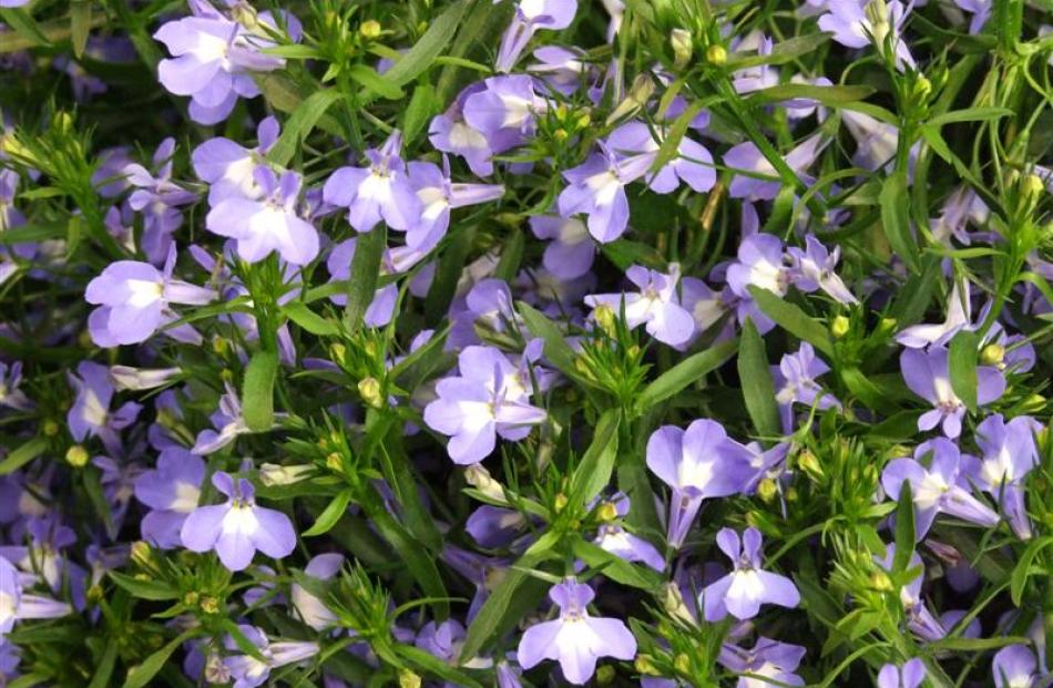 Lobelia Hot Springs comes in four colours to grow alone or together for a tapestry effect.