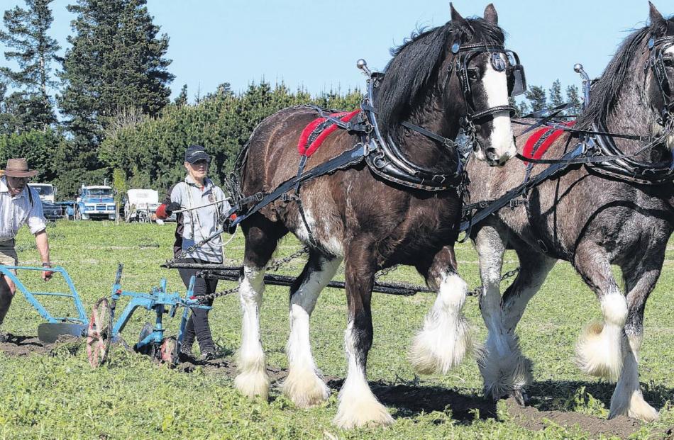 Team work . . . John and Sharon Chynoweth of Woodbine Farm, Oxford, and Clydesdales Blue and...