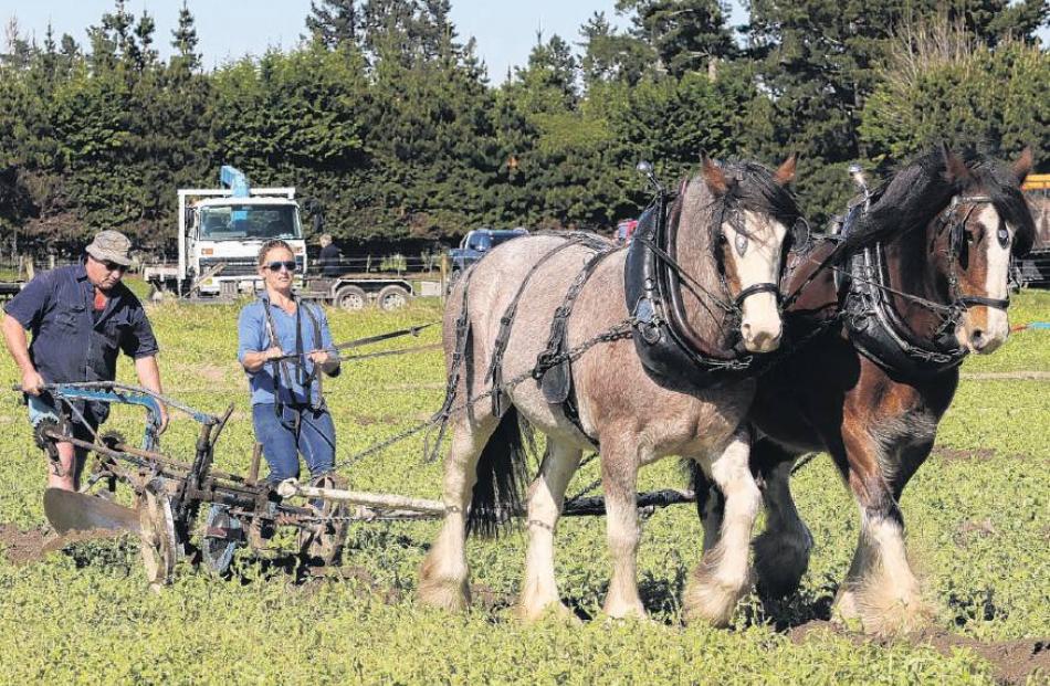 As a team . . . Sean Leslie and Casey Tilson of Middlemarch, work with Clydesdales Anja and Sam...