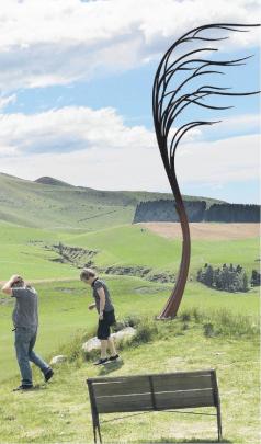 Wind swept tree . . . A tree reminiscent of the nor’westers experienced in North Canterbury was...