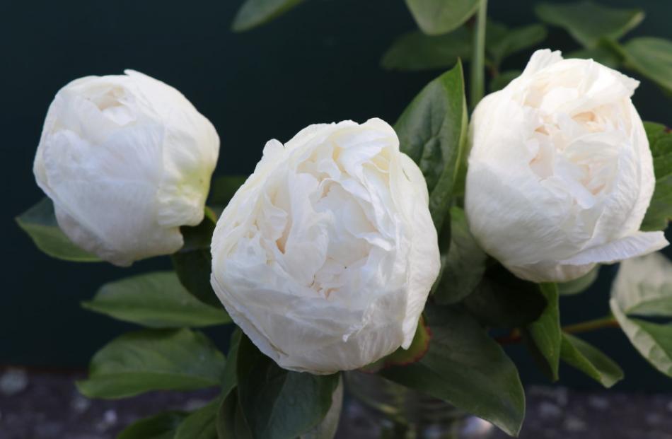 The Angela Early peony was bred by Christchurch specialist peony propagator Paul Simmons. Photo:...