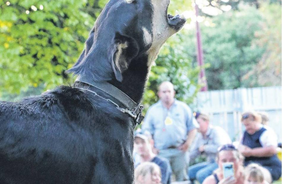 Speak up . . . One of the 30 dogs and novelty entrants at the Hurunui Young Farmers ‘Bark Up’...