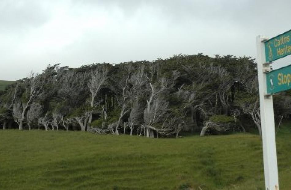 A stand of trees at Slope Point reveals the southernmost point of the South Island is aptly named.