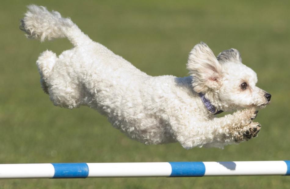 Champagne Supernova, 3, a Poodle cross La-Chon, clears the bar.