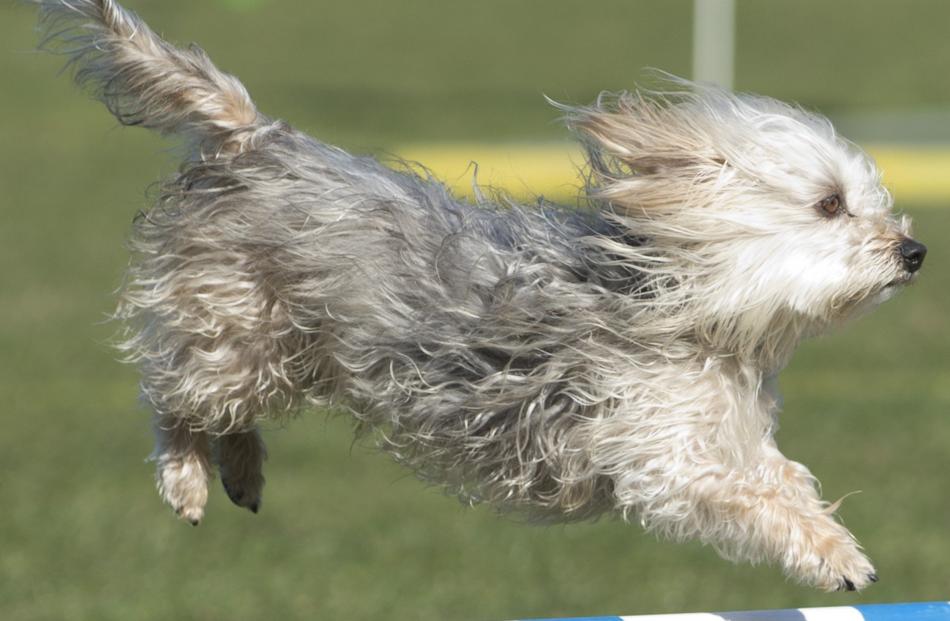 .Ollie, 4, a Silky cross Maltese, soars over the bar .