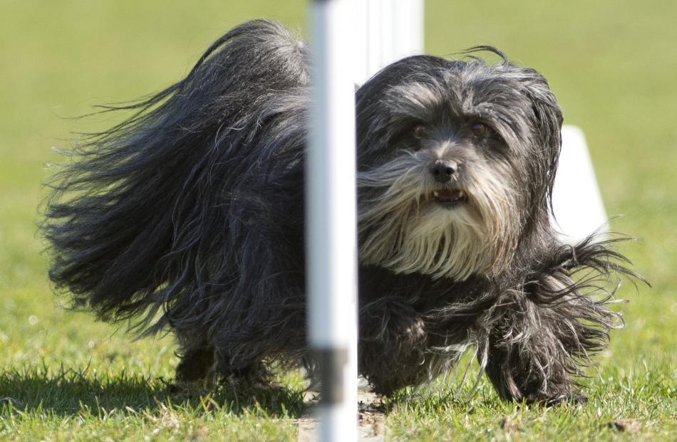 .Pyper, 4, a Pomeranian Shih Tzu mix, darts between the weave poles.