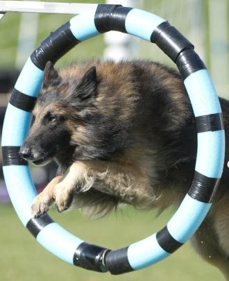 Bad, bad Leroy Brown, 4, a Belgian Shephard, shoots through the hoop at the Otago canine training...