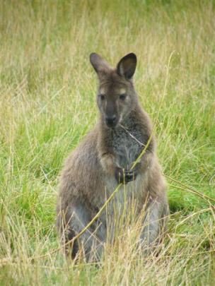 A wallaby munches on grass at Waimate's wallaby farm, Enkledoovery Korna. Wallabies are both a...