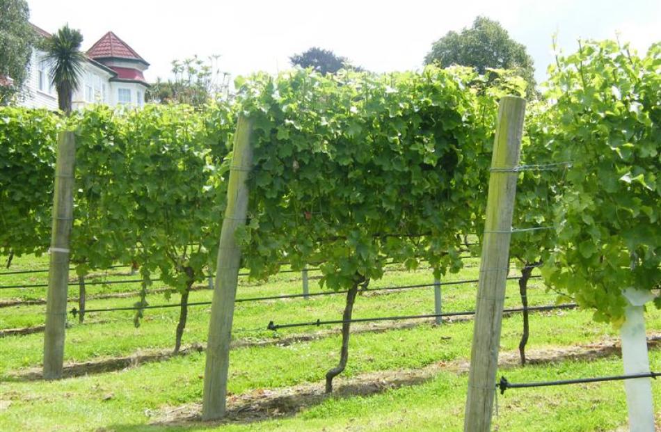 Te Kiteroa Lodge is seen over vines of the Point Bush Estates label, near Waimate.