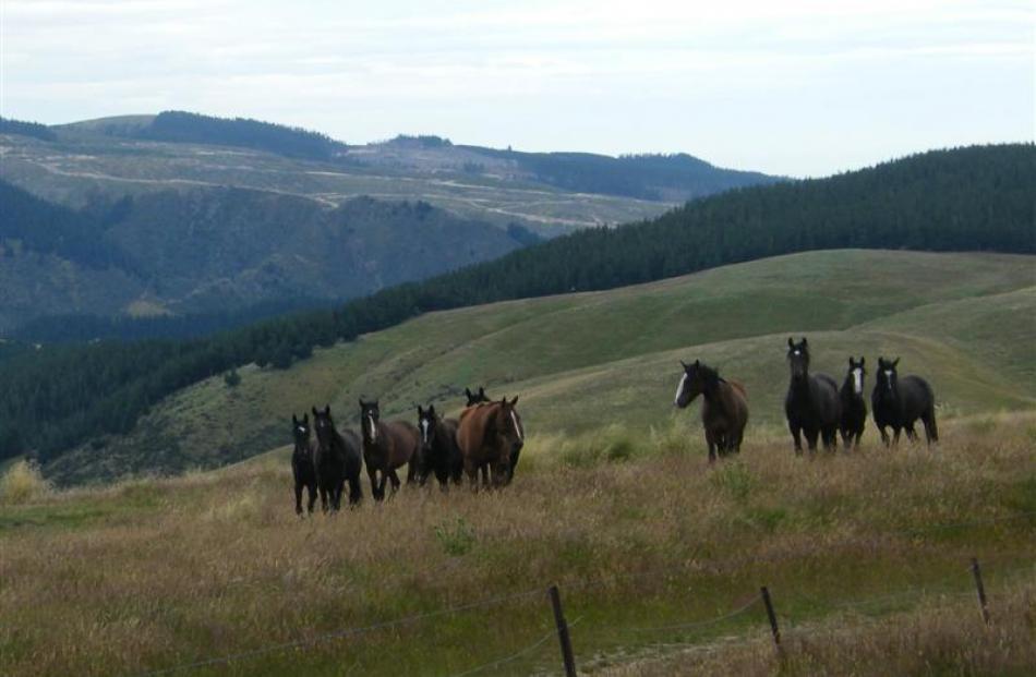 Wild horses wander hills on John Wall's Mt Studholme farm, in the Waihaorunga Valley. A new horse...