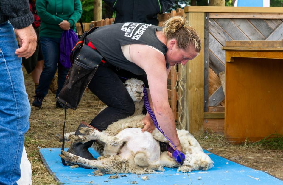 Anita Vickers does a shearing demonstration at the Palmerston A&P Show.