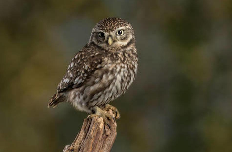 The little owl’s presence in Barnett Park was confirmed by Cacophony’s bird monitor. Photo: Supplied