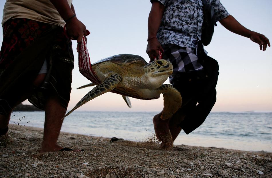 Men carry a sea turtle to be released in to the sea during a water purification ceremony as part...