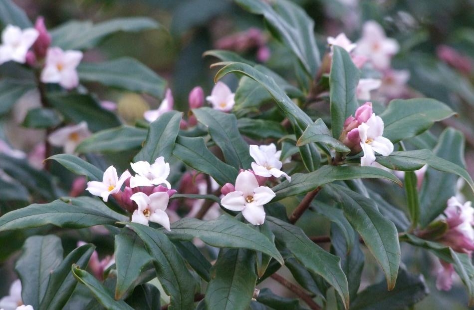 Evergreen Daphne bholua will grow to 5m.