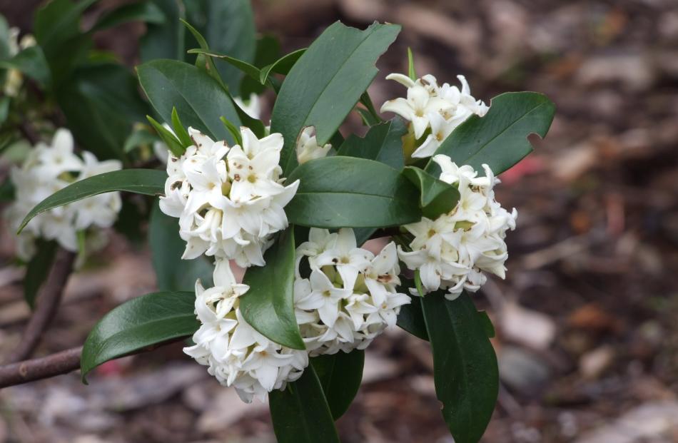 Native to China, Daphne odora blooms in winter. 