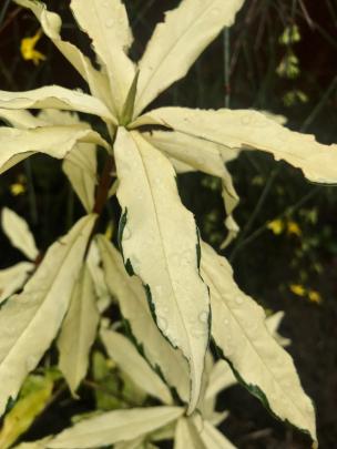 Gold Bullian, aka Gold Bullion, is the reverse of most variegated daphnes.