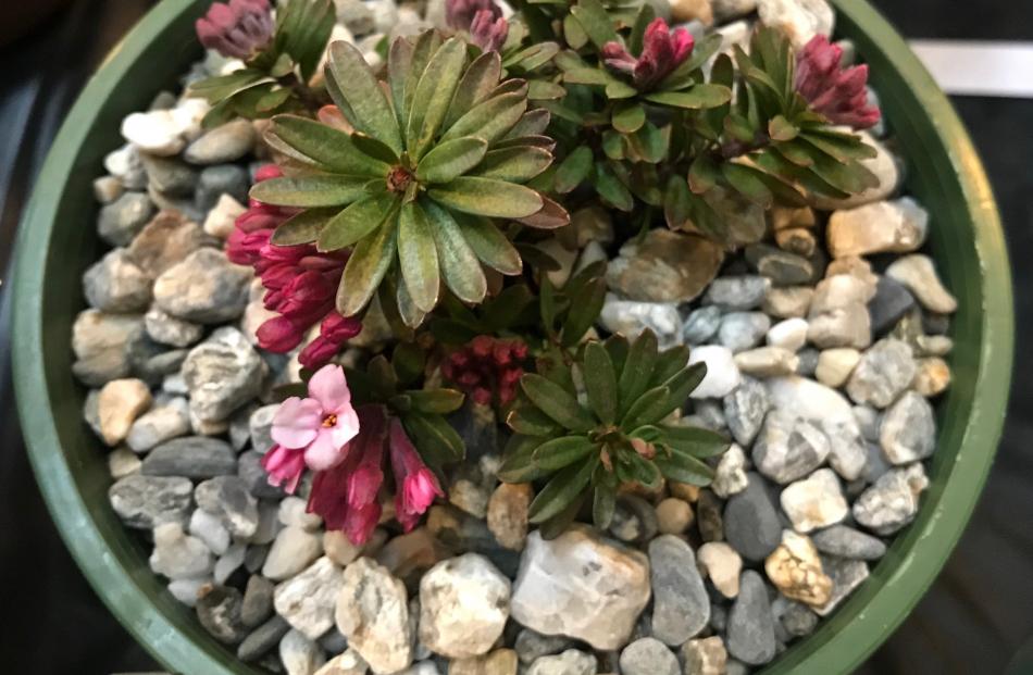 Growing up to 20cm, Daphne cneorum is ideal for a small container or rockery.