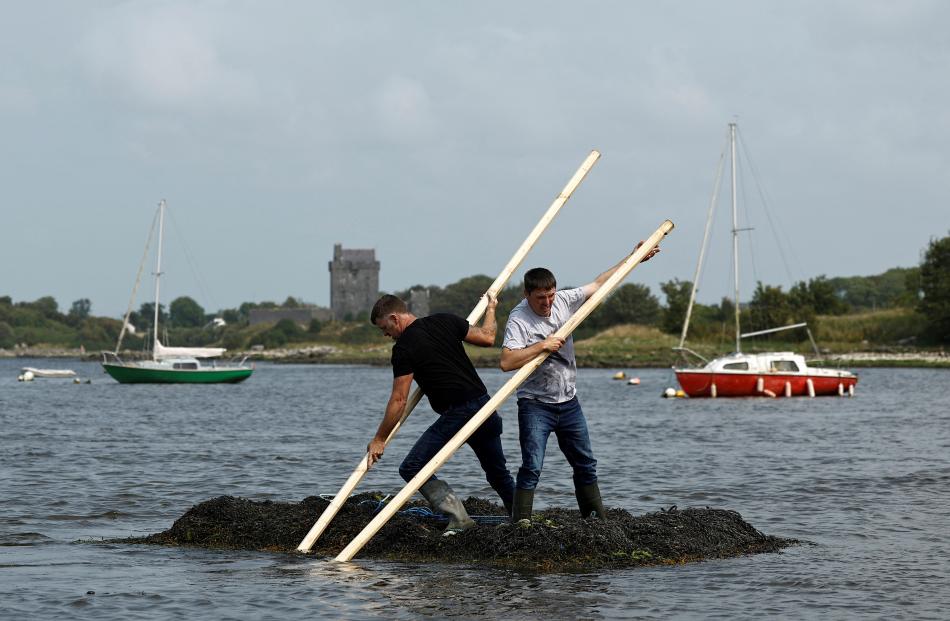 A team of seaweed racers pushes their three-tonne seaweed bundles tied together, during an annual...