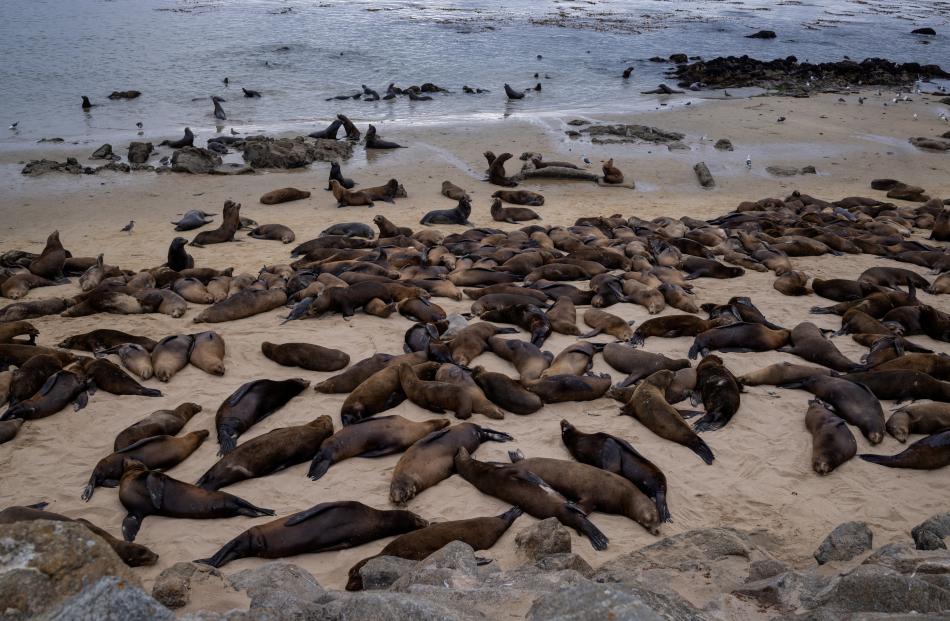 Sea lions congregate at San Carlos Beach, while local authorities temporarily close the beach due...